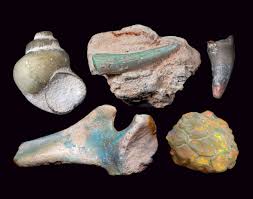 Alongside fossil skeletons, we sometimes display casts, which are made from extremely accurate molds that are shaped directly from the fossils. Scientists And Miners Team Up To Preserve Opalized Fossils Science Smithsonian Magazine
