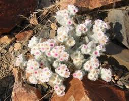 Image result for Helichrysum maranguense