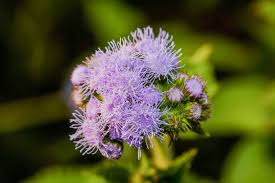 Image result for Ageratum