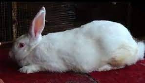 Kami rasanya semua orang pasti menyukai kelinci. Pasarkan Kelinci Lewat Medsos Pria Ini Raup Untung Puluhan Juta Okezone Economy