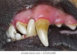 These teeth are used for tearing food such as meat apart. Do Dental Wipes Help Dogs