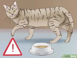 An experienced veterinarian can gently press on the cat's abdomen and feel the cat's fetuses as early as the 20 th day of pregnancy. 3 Ways To Tell If A Cat Is In Labor Wikihow Pet