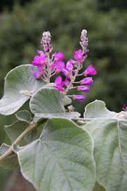Image result for Desmodium