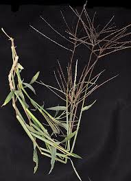 Image result for Digitaria nitens