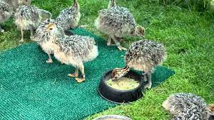 Check spelling or type a new query. Ostrich Chicks And Fertile Ostrich Eggs For Sale 2 To 3 Months Old National Csa Directory
