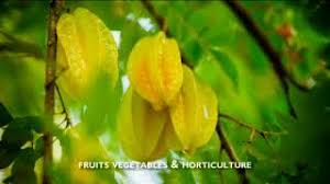 Bandar baru tanjung manis, tanjung mani, 96150, malaysia. Tanjung Manis Halal Hub Corporate Video Youtube