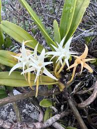 Image result for Cyrtorchis glaucifolia