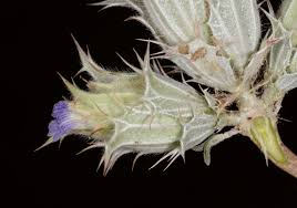 Image result for Blepharis