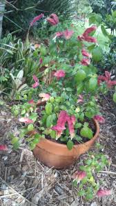 Pin By Philippa Heunis On Pip S Plants Auckland New Zealand Plants Garden Four Seasons
