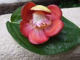 Naagavalli Puvvu Flowers Wild Foraging Herbs