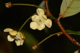 Image result for Monanthotaxis