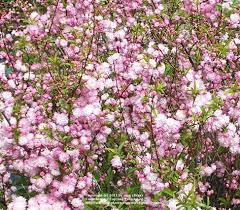 Photo Of The Entire Plant Of Pink Flowering Almond Prunus Glandulosa Sinensis Posted By Zuzu Garden Org