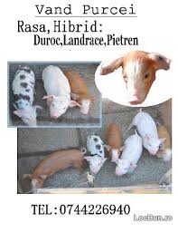 Care sunt beneficiile unui cont pe olx? Vand Purcei De 9 Saptamani Rasa Hibrid Duroc Landrace Animale Si Pasari De Ferma Caransebes Caras Severin Locbun Com Mobil 54756