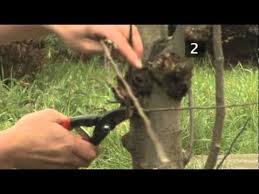 Knowing when to prune fruit trees can allow you to work with your tree's natural defences, helping them to defend themselves against any attacks from pests and diseases. How To Prune Apple Trees Between Autumn And Spring Youtube