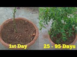 Cut about 3 inches stem with leaves. How To Grow Curry Leaves Plant From Cuttings Curry Leaf Plant Propagating Plants Plants