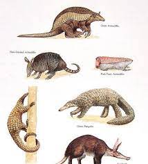 Maybe you would like to learn more about one of these? Kansai Culture Pangolins And Chinese Medicine