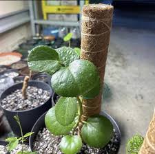 Image result for Cissus rotundifolia