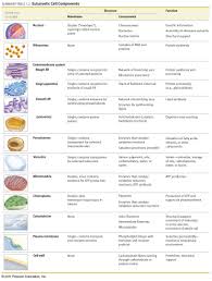 Cell Organelles Chart