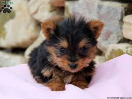 Mariss Teacup Yorkie Puppy For Sale From Gap Pa Greenfield Puppies Teacup Yorkie Puppy Greenfield Puppies Baby Yorkie