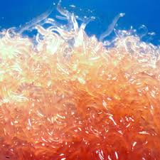 Image result for Vangueria micropyren