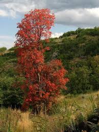 The mature height ranges between 20' to 30' and the spread reaches between 15' to 30'. Bigtooth Maple The West S Native Sugar Maple