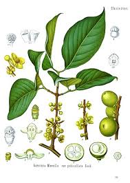 Image result for Garcinia acutifolia