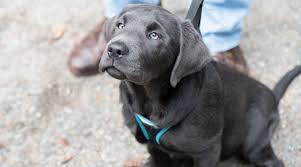 Surprisingly, one can easily find charcoal lab puppies, english lab puppies for sale, and silver labrador puppies at low price. Silver Labrador Retrievers Controversy Puppy Prices More