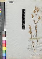 Image result for Achyropsis