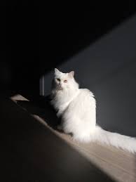 이로 iro turkish angora white cat