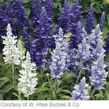 Deer Resistant Garden Bed Plants Blue Salvia Annual Flowers