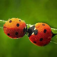Ladybugs Coccinelle Coccinelle Insecte Coccinelle Demoiselle