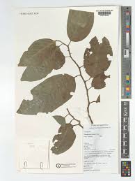 Image result for Strombosia scheffleri