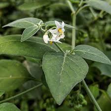Image result for Solanum chenopodioides