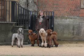 Check spelling or type a new query. Argentcymru Standard Poodles Home