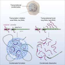 This section describes considerations for isolation and quantification of rna from different sample it also discusses the best practices for rna, including how to store and stabilize rna samples, how to. Rna Mediated Feedback Control Of Transcriptional Condensates Sciencedirect