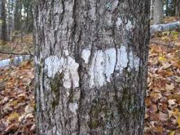 Powdery mildew is a common disease on many types of plants. What Causes Those White Splotches On Tree Bark Are They Bad For The Tree Articles Woods Whys