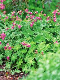 Shades of yellow, red, gold, and mixed. Perennials For Shady Gardens Zone 9