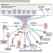 Message Endocrine System Hormones Endocrine System Endocrine Hormones