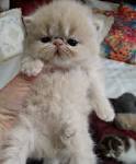 Exotic Shorthair Kittens for Sale - Felines4us