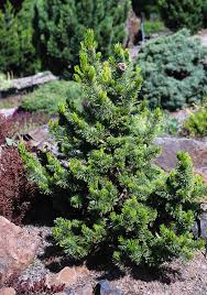 Image result for Pearsonia aristata