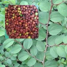 Selain buahnya dapat dikonsumsi, daun bidara ternyata memiliki banyak sekali manfaat. Buah Bidara