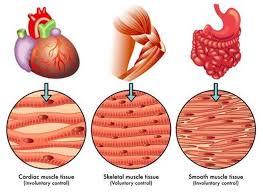 Under the microscope note that fascicles of smooth muscle are arranged in various planes. How Muscles Work Part 1 Of 2 Shapelog