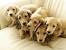 Irish Cream English Cream Dachshund