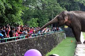 Mereka bahkan sempat berkunjung ke kebun binatang lho! Lama Nggak Dikunjungi Satwa Di Kebun Binatang Kaget Kalau Lihat Orang Begini Nasibnya Saat Pandemi