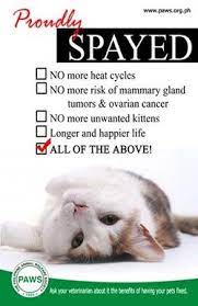 8224562 Jpg 250 386 Animal Advocacy No Kill Animal Shelter Animal Quotes