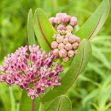 Check spelling or type a new query. Prairie Milkweed Seeds Asclepias Sullivantii For Your Butterfly Garden
