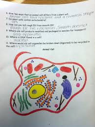 Plant Cell Coloring Key Beautiful Cell Coloring Pages Reddogsheet Animal Cells Worksheet Plant And Animal Cells Color Worksheets