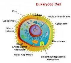 Cell Structure And Function Eukaryotic Cell Prokaryotic Cell Cell Theory