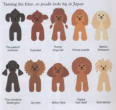 Japanese Grooming Toy Poodle Haircut Poodle Hair Dog Grooming Styles