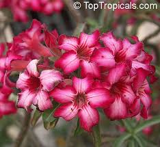 Image result for Adenium multiflorum